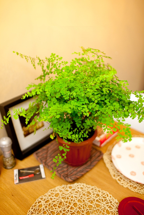 七款“吸毒”植物，室内的天然空气净化器